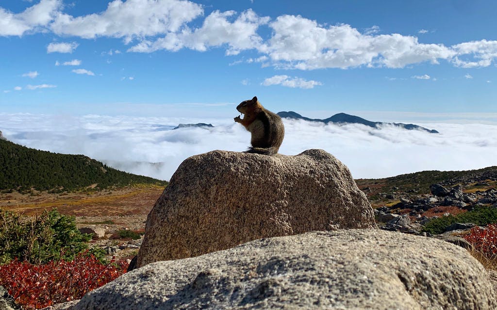 A squirrel enjoying a snack on Granite Pass, just below the Longs Peak boulderfield.