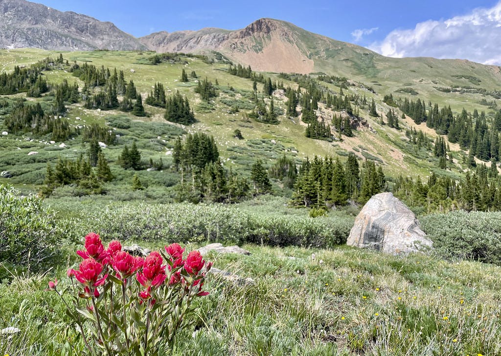 Bushwhacking through the a wildflower-filled field to return to the main Herman Gulch trail.